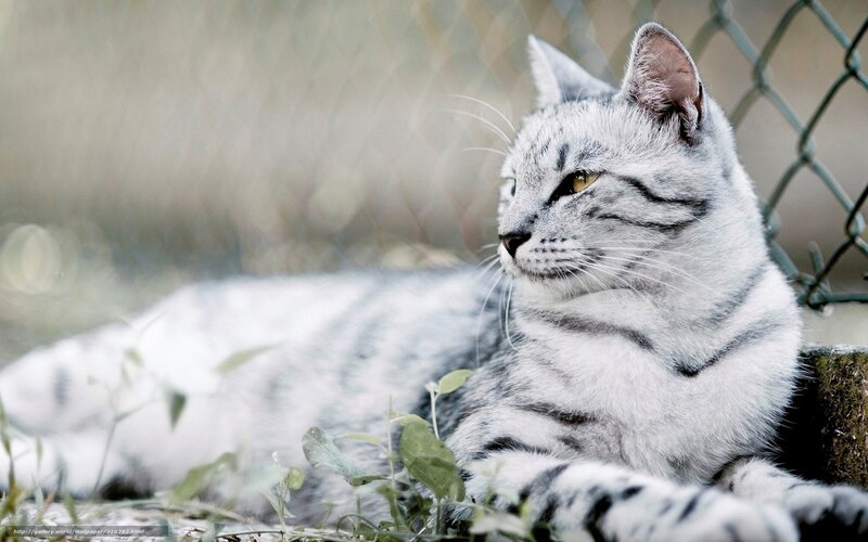 Silver Tabby Cat — Gray, Calm, Afternoon, Photograph, Fence, Plants, Grass