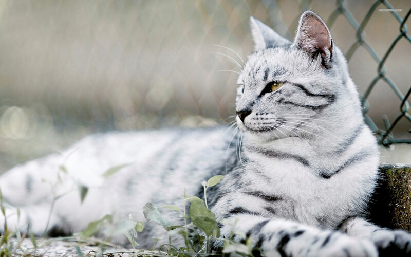 Silver Tabby Cat — Gray, Calm, Afternoon, Photograph, Fence, Plants, Ground