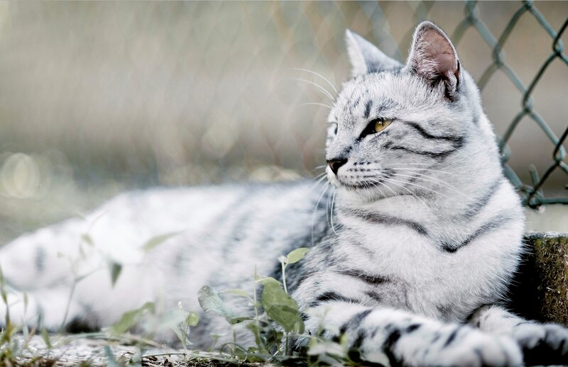 Silver Tabby Cat — Gray, Calm, Afternoon, Photograph, Fence, Plants