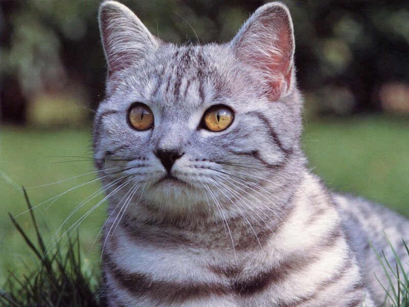 Silver Tabby Cat — Gray, Calm, Afternoon, Photograph, Grass, Eyes