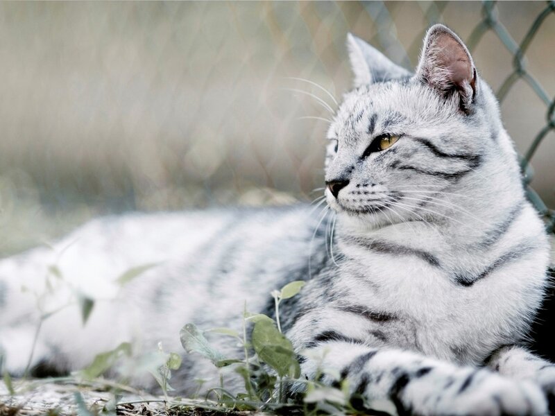 Silver Tabby Cat — Gray, Calm, Afternoon, Photograph, Grass