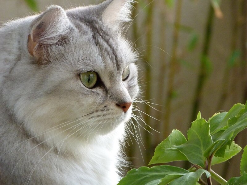 Silver Tabby Cat — Gray, Calm, Afternoon, Photograph, Green Leaves