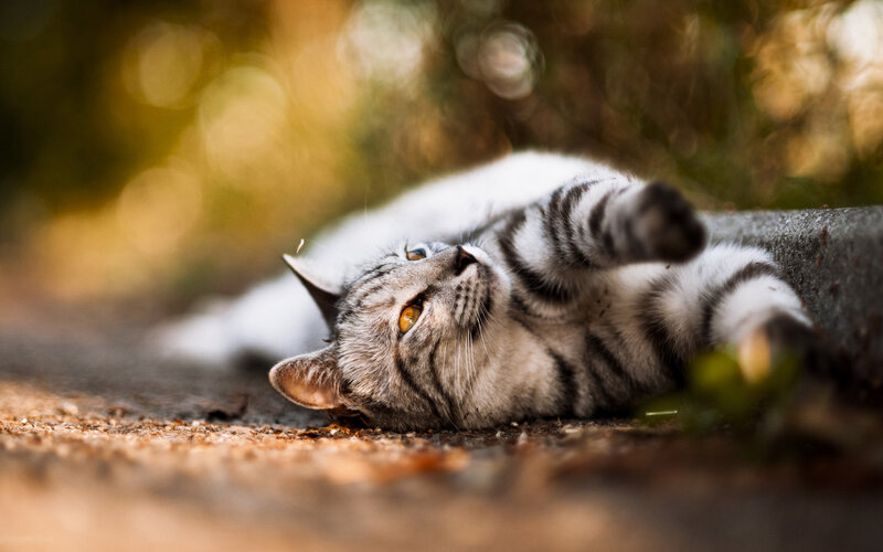 Silver Tabby Cat — Gray, Calm, Afternoon, Photograph, Ground