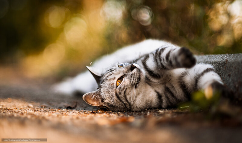 Silver Tabby Cat — Gray, Calm, Afternoon, Photograph, Ground, Tree Trunk