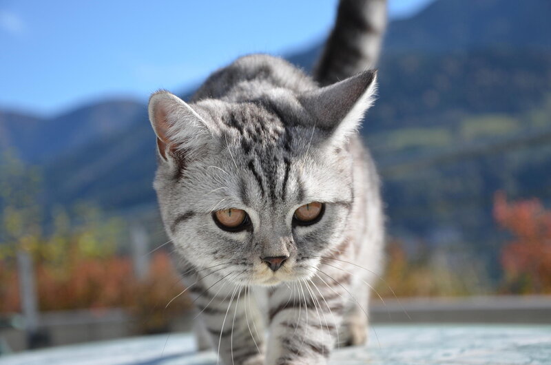 Silver Tabby Cat — Gray, Calm, Afternoon, Photograph, Mountains