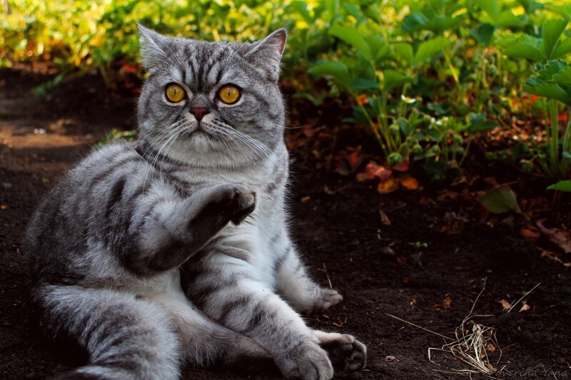 Silver Tabby Cat — Gray, Calm, Afternoon, Photograph, Plants