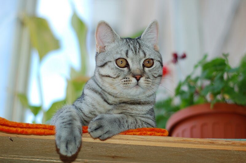 Silver Tabby Cat — Gray, Calm, Afternoon, Photograph, Potted Plant