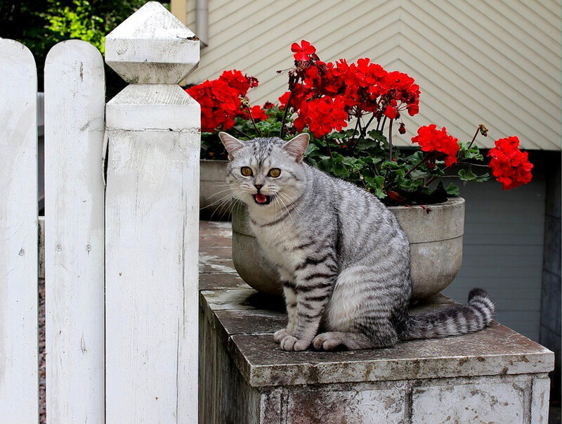 Silver Tabby Cat — Gray, Calm, Afternoon, Photograph