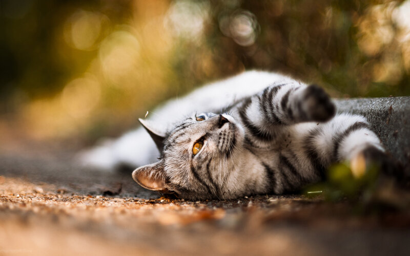 Silver Tabby Cat — Gray, Calm, Afternoon