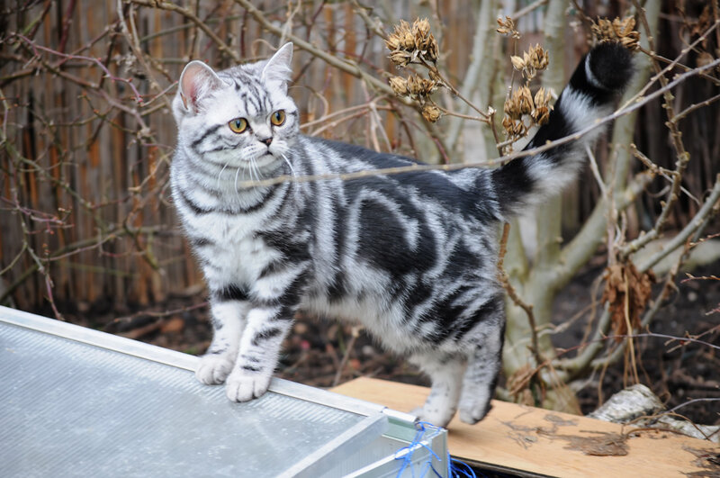 Silver Tabby Cat — Gray, Calm, Autumn
