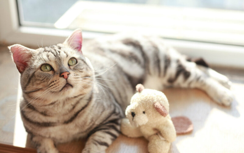 Silver Tabby Cat — Gray, Calm, Morning, Photograph, Stuffed Animal
