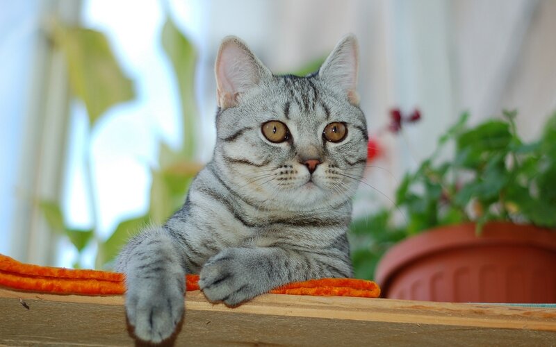Silver Tabby Cat — Gray, Calm, Morning, Photograph