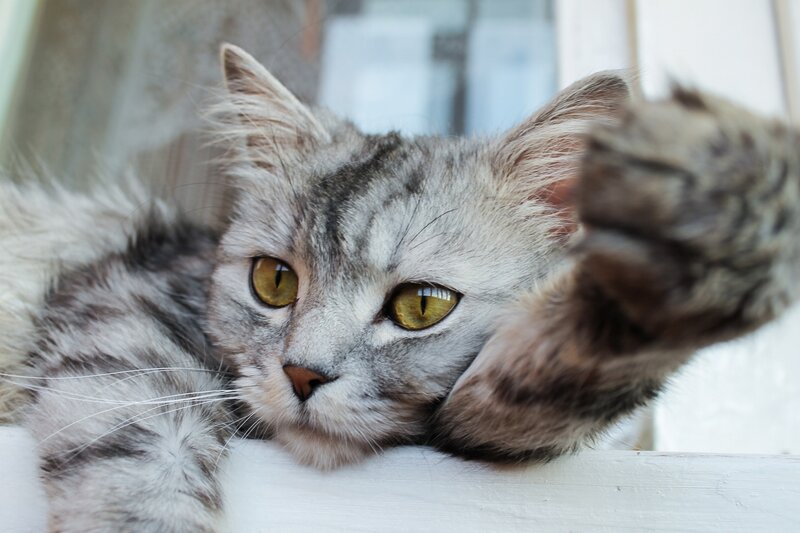 Silver Tabby Cat — Gray, Calm, Morning, Photograph, Window Sill