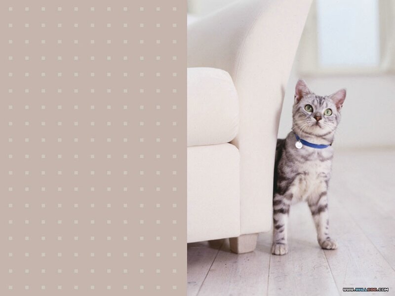Silver Tabby Cat — Gray, Calm, Morning