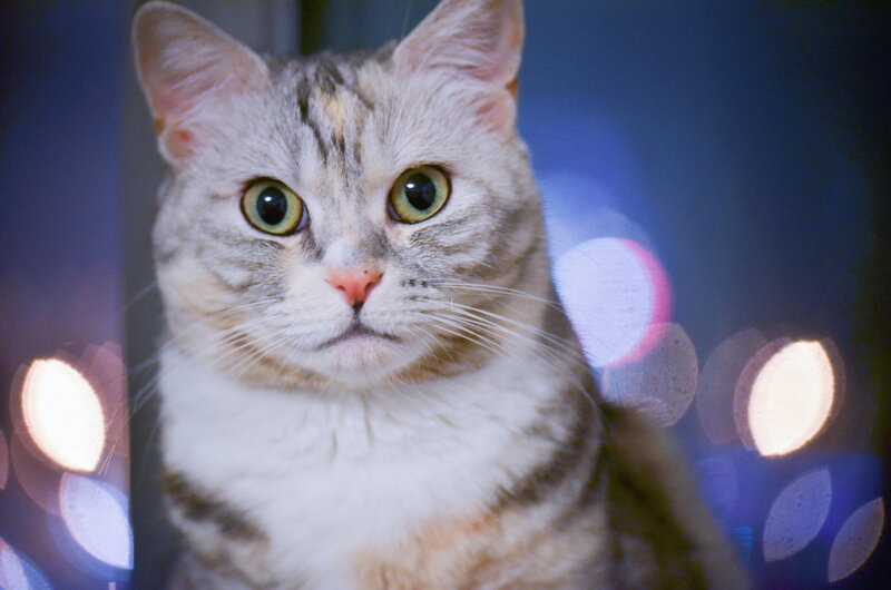 Silver Tabby Cat — Gray, Calm, Night