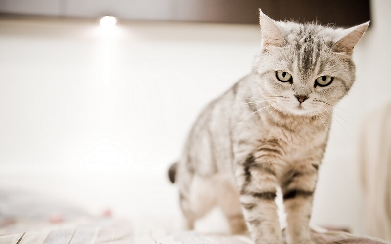 Silver Tabby Cat — Gray, Calm, Photograph, Bed
