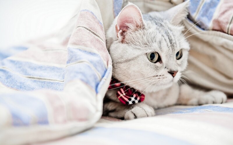 Silver Tabby Cat — Gray, Calm, Photograph, Blanket