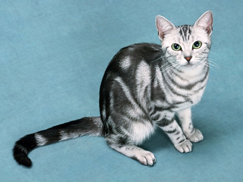 Silver Tabby Cat — Gray, Calm, Photograph, Blue Background