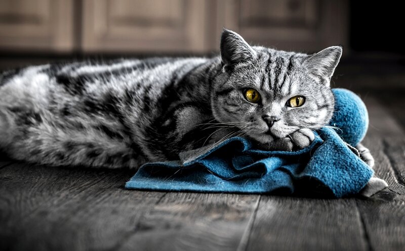 Silver Tabby Cat — Gray, Calm, Photograph, Blue Cloth