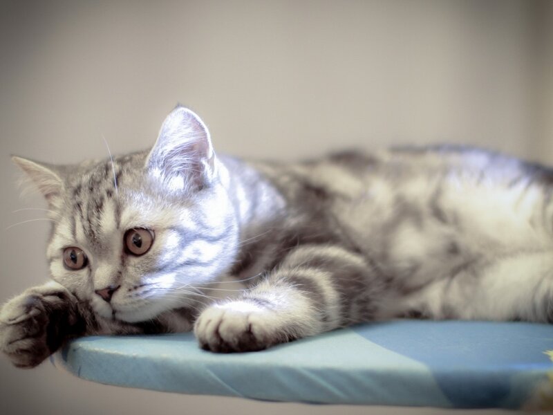 Silver Tabby Cat — Gray, Calm, Photograph, Blue Surface