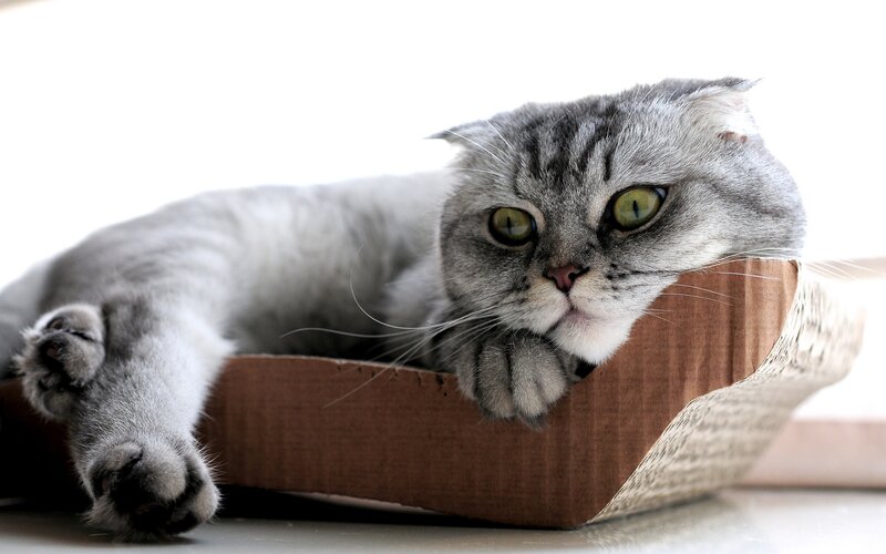 Silver Tabby Cat — Gray, Calm, Photograph, Cardboard Box