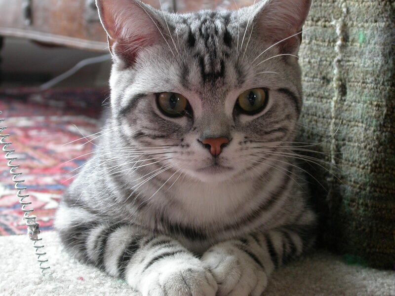 Silver Tabby Cat — Gray, Calm, Photograph, Carpet