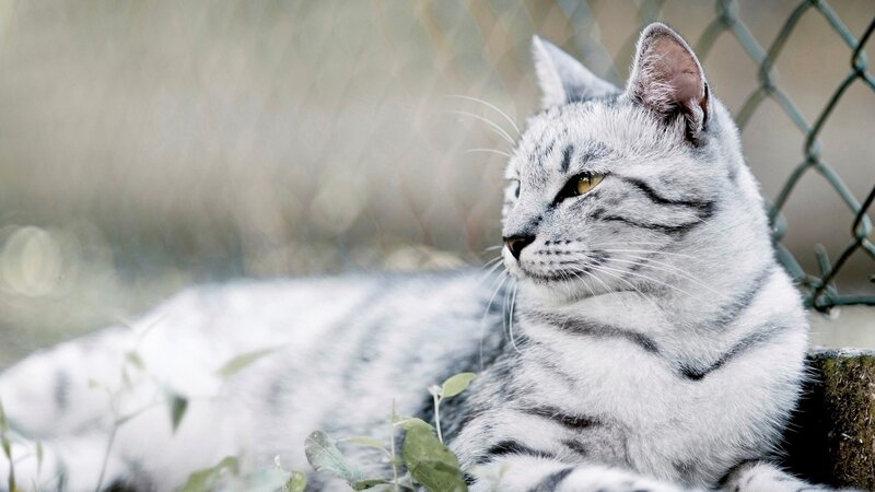 Silver Tabby Cat — Gray, Calm, Photograph, Chain-link Fence