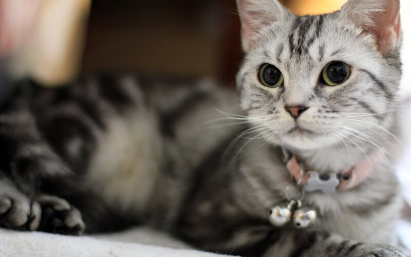 Silver Tabby Cat — Gray, Calm, Photograph, Collar