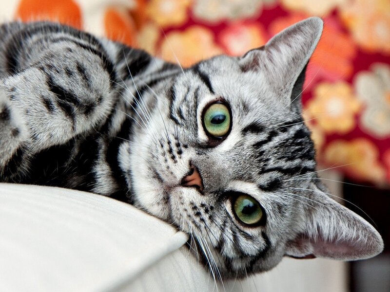Silver Tabby Cat — Gray, Calm, Photograph, Couch, Floral Pattern