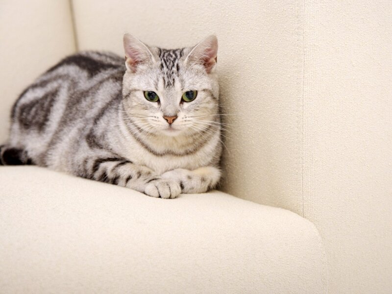 Silver Tabby Cat — Gray, Calm, Photograph, Couch
