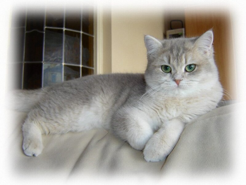Silver Tabby Cat — Gray, Calm, Photograph, Couch, Window