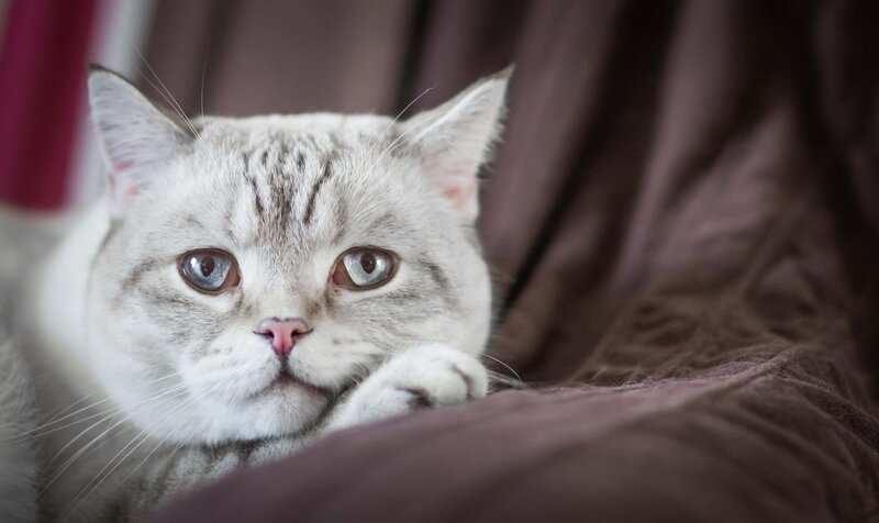 Silver Tabby Cat — Gray, Calm, Photograph, Curled Paws