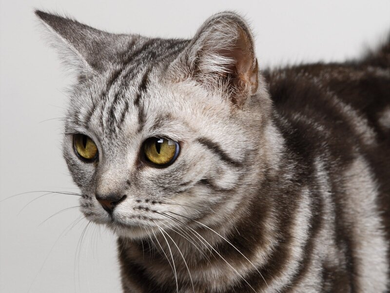 Silver Tabby Cat — Gray, Calm, Photograph, Ears, Eyes