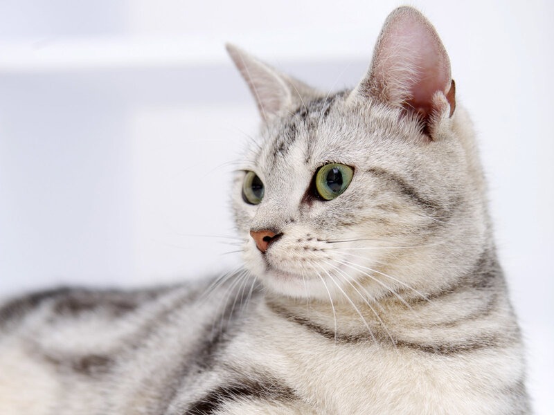 Silver Tabby Cat — Gray, Calm, Photograph, Ears, Eyes, Whiskers, White