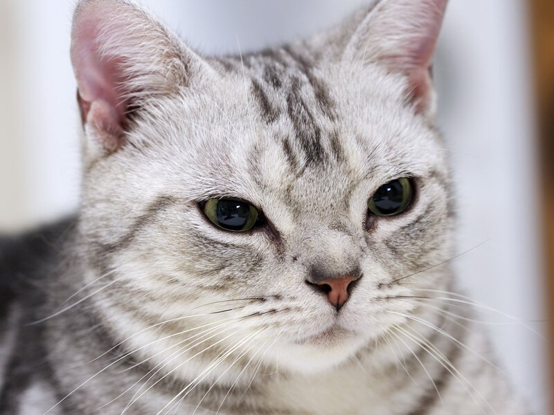 Silver Tabby Cat — Gray, Calm, Photograph, Ears