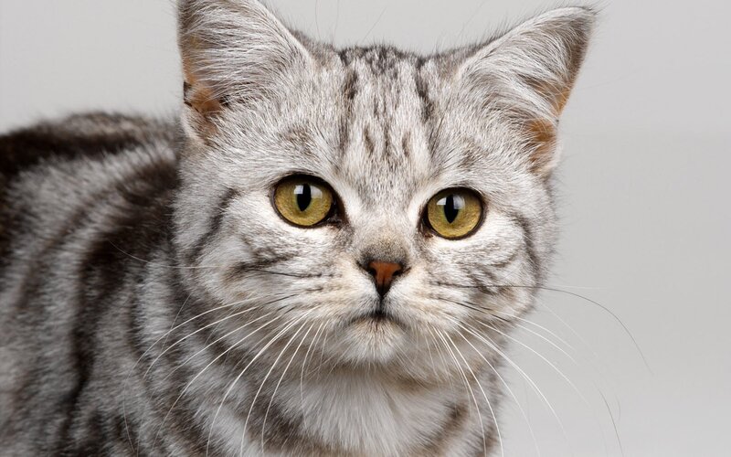 Silver Tabby Cat — Gray, Calm, Photograph, Eyes