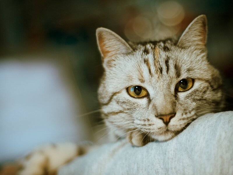 Silver Tabby Cat — Gray, Calm, Photograph, Fabric