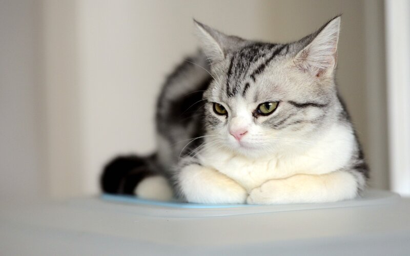 Silver Tabby Cat — Gray, Calm, Photograph, Floor