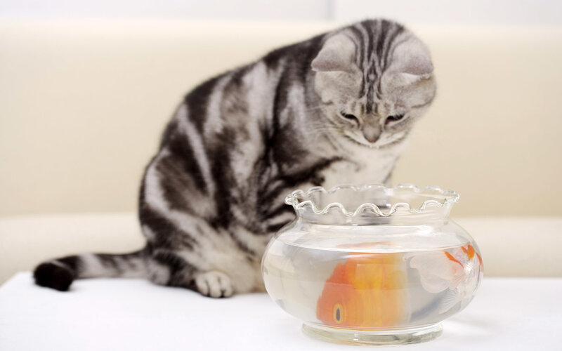 Silver Tabby Cat — Gray, Calm, Photograph, Goldfish