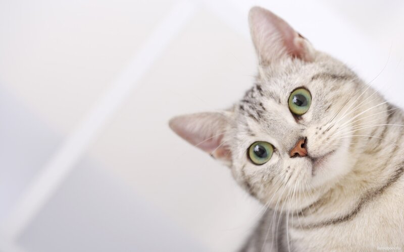 Silver Tabby Cat — Gray, Calm, Photograph, Green Eyes, Whiskers