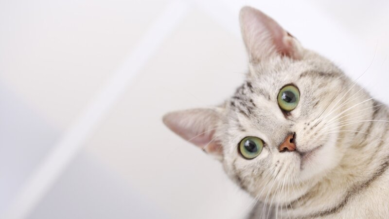 Silver Tabby Cat — Gray, Calm, Photograph, Green Eyes, Whiskers, White Background