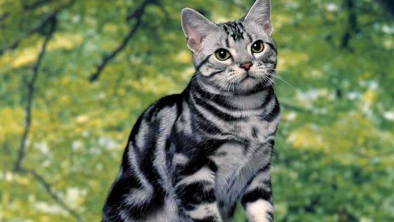 Silver Tabby Cat — Gray, Calm, Photograph, Green Foliage