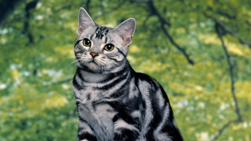 Silver Tabby Cat — Gray, Calm, Photograph, Green Leaves