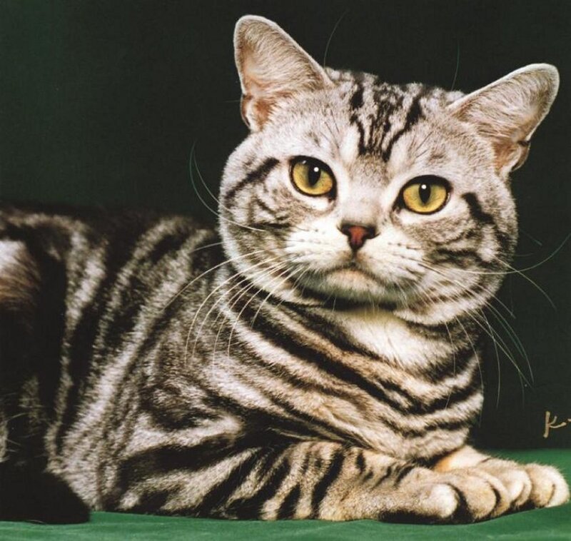 Silver Tabby Cat — Gray, Calm, Photograph, Green Surface