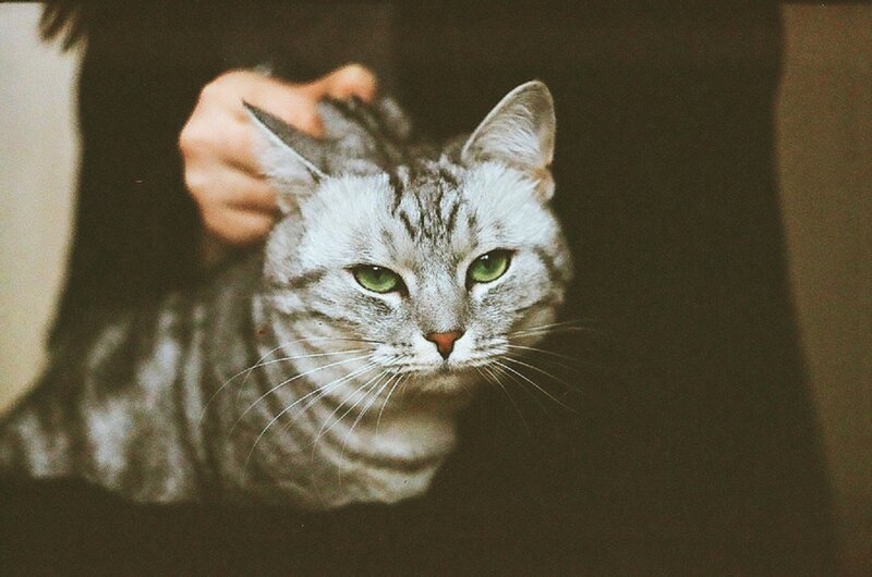 Silver Tabby Cat — Gray, Calm, Photograph, Hand