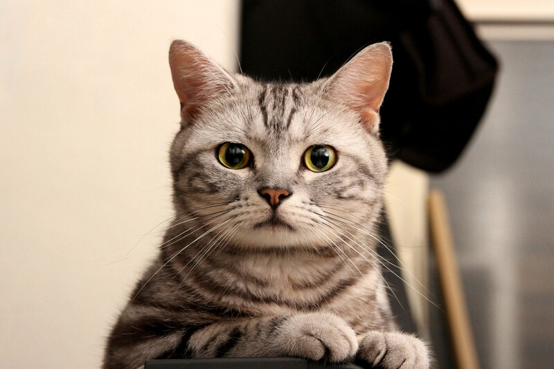 Silver Tabby Cat — Gray, Calm, Photograph, Paws, Chair