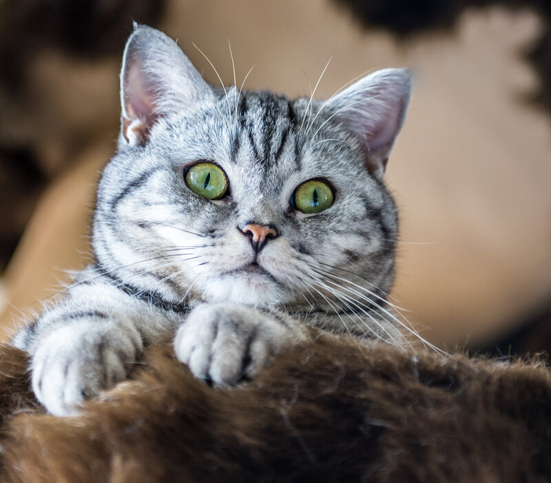 Silver Tabby Cat — Gray, Calm, Photograph, Paws