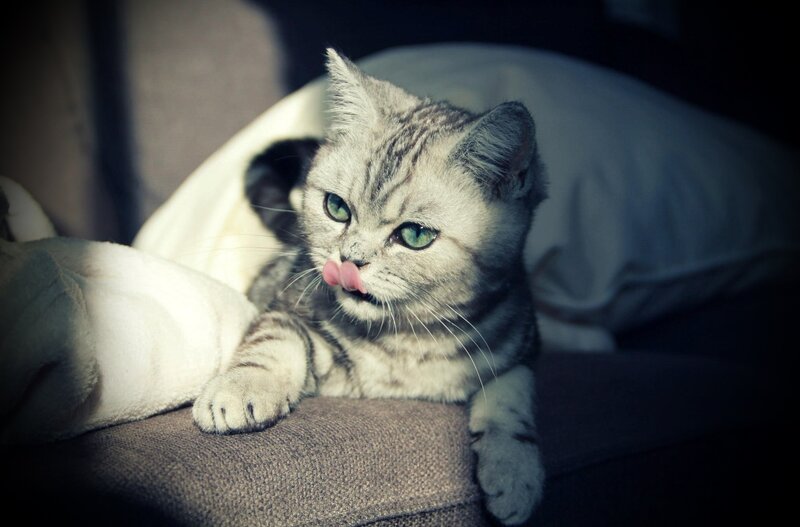 Silver Tabby Cat — Gray, Calm, Photograph, Pillow