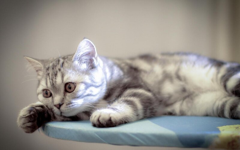 Silver Tabby Cat — Gray, Calm, Photograph, Surface