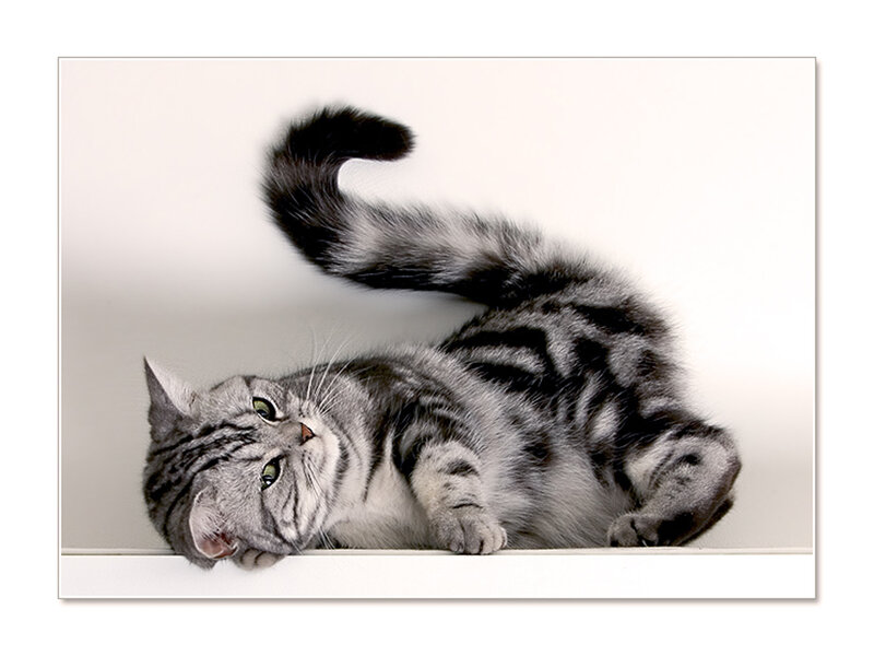 Silver Tabby Cat — Gray, Calm, Photograph, Tail
